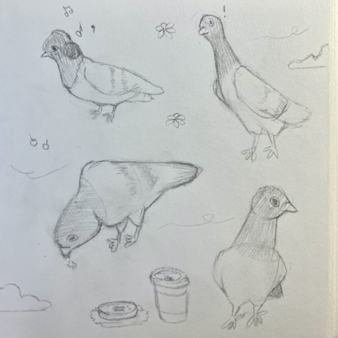 Pigeon Sketches