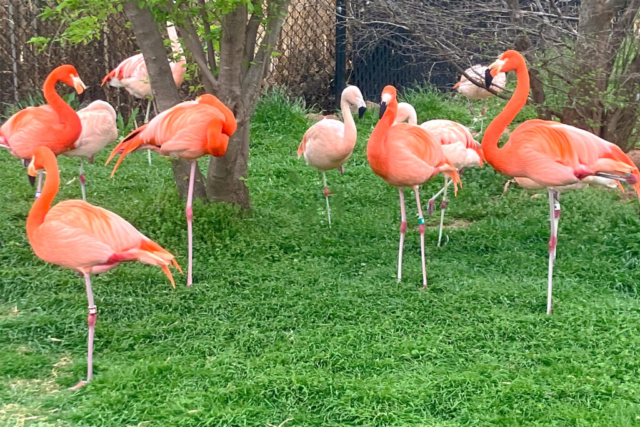 A photo of flamingo